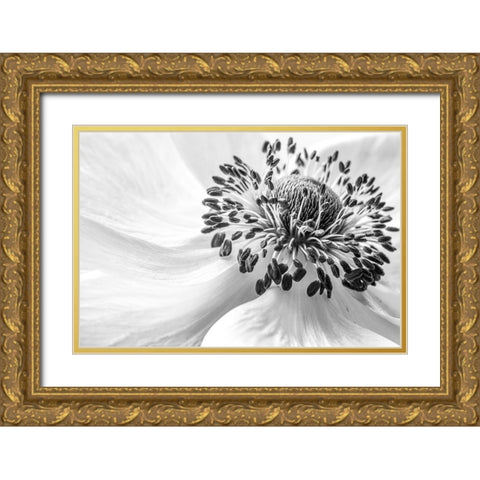Anemone Gold Ornate Wood Framed Art Print with Double Matting by Disher, Mandy