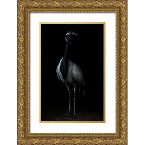 Demoiselle Crane Portrait Ii Gold Ornate Wood Framed Art Print with Double Matting by Pascual Buye, Santiago