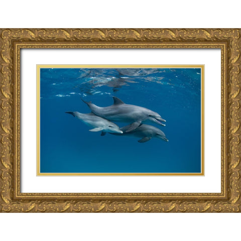 Dolphins Gold Ornate Wood Framed Art Print with Double Matting by Molinari, Romano