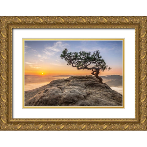 Old Pine Gold Ornate Wood Framed Art Print with Double Matting by Siegel, Thomas