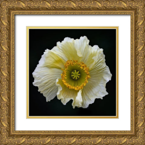 Icelandic Poppy Gold Ornate Wood Framed Art Print with Double Matting by Gronkjar, Lotte