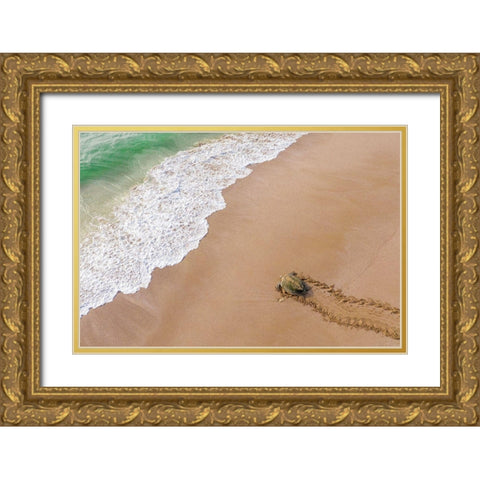 Turtle Season Gold Ornate Wood Framed Art Print with Double Matting by Al Farsi, Haitham