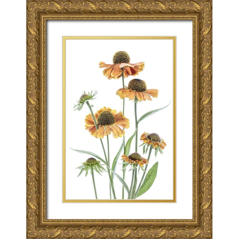 Helenium Gold Ornate Wood Framed Art Print with Double Matting by Disher, Mandy
