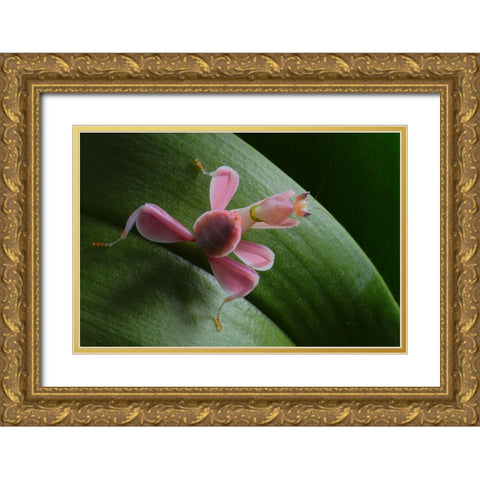 Flower Power Gold Ornate Wood Framed Art Print with Double Matting by Hoffman, Jimmy