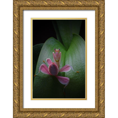Flower Power 2 Gold Ornate Wood Framed Art Print with Double Matting by Hoffman, Jimmy