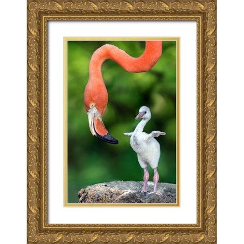 Flamingo With Chick Gold Ornate Wood Framed Art Print with Double Matting by Ortega, Xavier