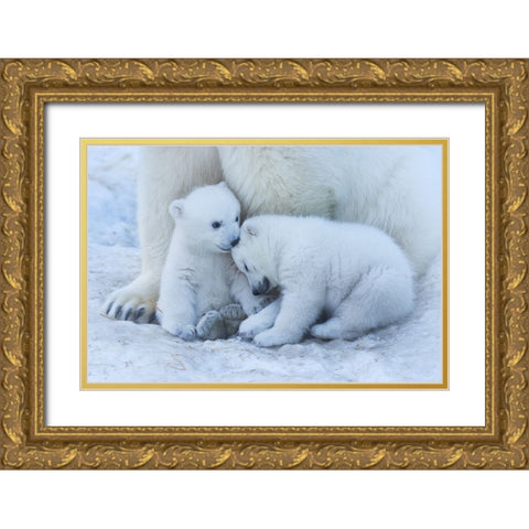 Polar Bear Cub Gold Ornate Wood Framed Art Print with Double Matting by Belovodchenko, Anton