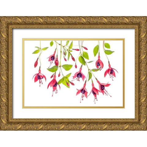~ Fuchsia ~ Gold Ornate Wood Framed Art Print with Double Matting by Disher, Mandy