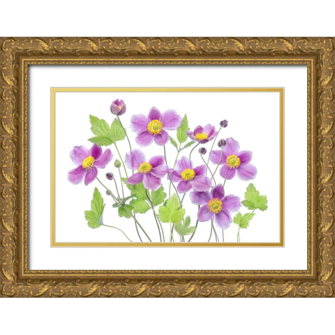 Anemone Hadspen Abundance Gold Ornate Wood Framed Art Print with Double Matting by Disher, Mandy