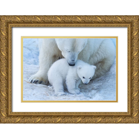 Polar Bear Portrait Gold Ornate Wood Framed Art Print with Double Matting by Belovodchenko, Anton