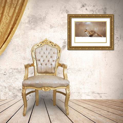 Red Fox Gold Ornate Wood Framed Art Print with Double Matting by Zygmunt, Milan