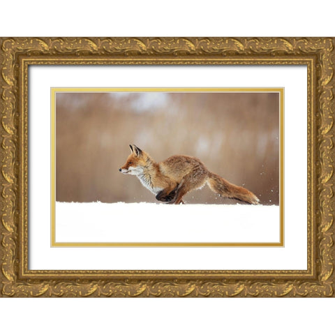 Red Fox Gold Ornate Wood Framed Art Print with Double Matting by Zygmunt, Milan