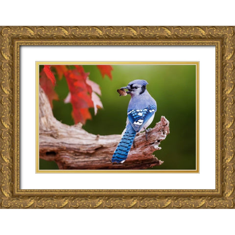 Blue Jay With Acorn Gold Ornate Wood Framed Art Print with Double Matting by Costina, Mircea