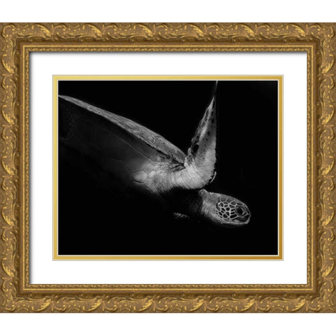 Portrait Of A Sea Turtle In Black And White 2 Gold Ornate Wood Framed Art Print with Double Matting by Wechsler, Robin