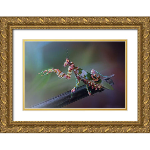 9 Gold Ornate Wood Framed Art Print with Double Matting by Hoffman, Jimmy