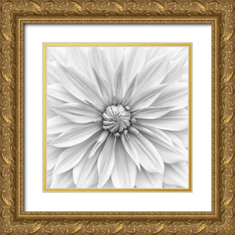 Hamari Gold In Monochrome Gold Ornate Wood Framed Art Print with Double Matting by Gronkjar, Lotte