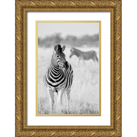 Zebra Bw Gold Ornate Wood Framed Art Print with Double Matting by Bertsch, Hannes