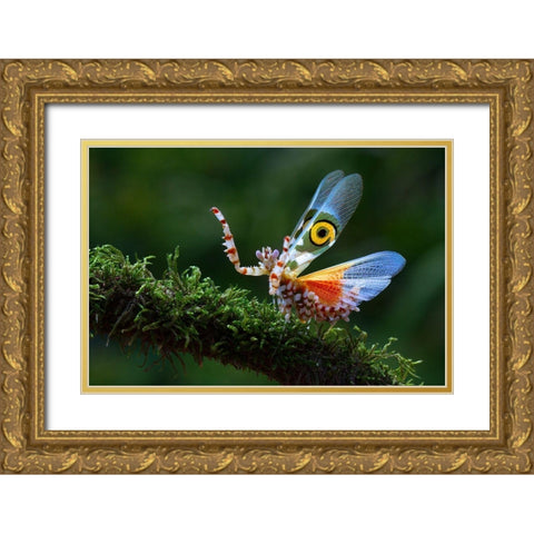Defence Display 2 Gold Ornate Wood Framed Art Print with Double Matting by Hoffman, Jimmy
