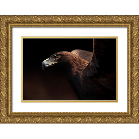 Golden Eagle Portrait Gold Ornate Wood Framed Art Print with Double Matting by Itoyama, Eiji