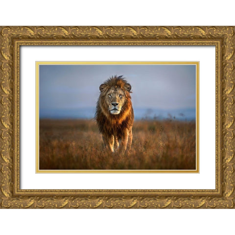 Lion Close Up Gold Ornate Wood Framed Art Print with Double Matting by Ortega, Xavier