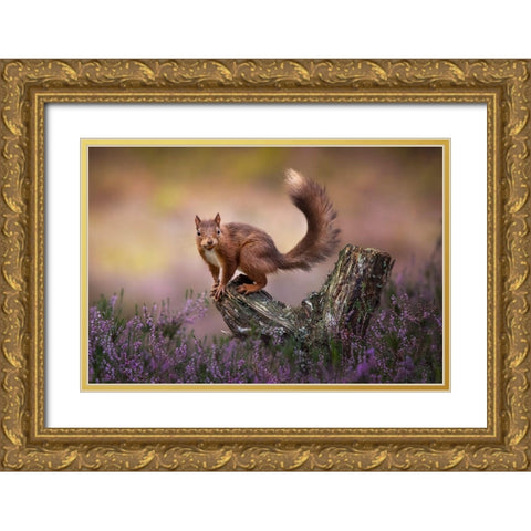Above The Heathers Gold Ornate Wood Framed Art Print with Double Matting by O Mahony, Kieran