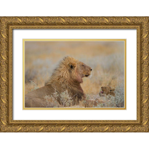 Male Lion With Cub Gold Ornate Wood Framed Art Print with Double Matting by Ozmen, Ozkan