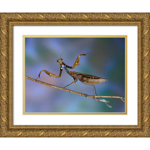 Mantis Religiosa Gold Ornate Wood Framed Art Print with Double Matting by Hoffman, Jimmy