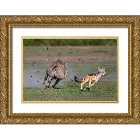 Warthog Vs Jackal Gold Ornate Wood Framed Art Print with Double Matting by Ortega, Xavier