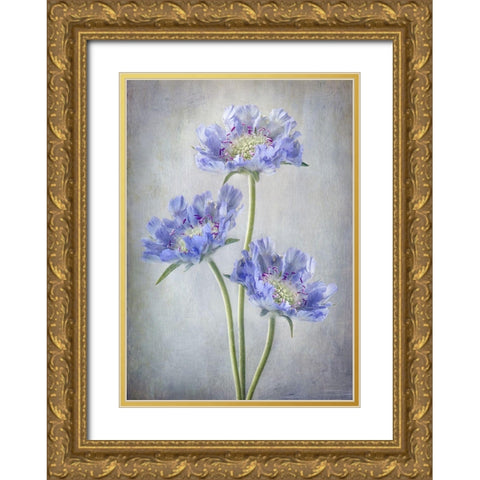 Scabiosa Gold Ornate Wood Framed Art Print with Double Matting by Disher, Mandy