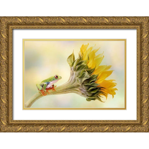 Red Eyed Tree Frog On A Sunflower Gold Ornate Wood Framed Art Print with Double Matting by D Lester, Linda