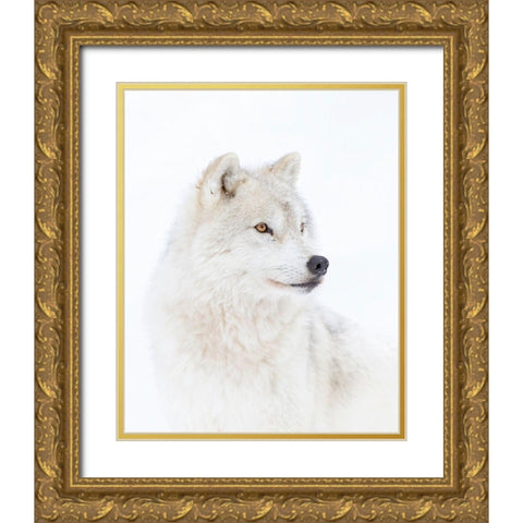 Portrait Of An Arctic Wolf Gold Ornate Wood Framed Art Print with Double Matting by Cumming, Jim