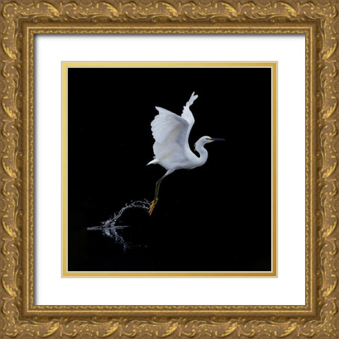 Fly Gold Ornate Wood Framed Art Print with Double Matting by Tracy