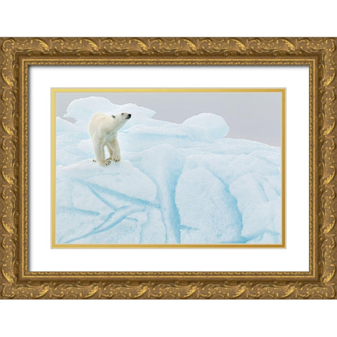Polar Bear On Iceberg Gold Ornate Wood Framed Art Print with Double Matting by Gil Raga, Joan