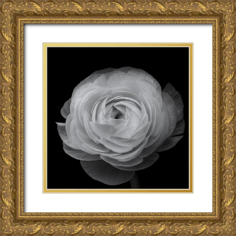 Ranunculus Gold Ornate Wood Framed Art Print with Double Matting by Gronkjar, Lotte
