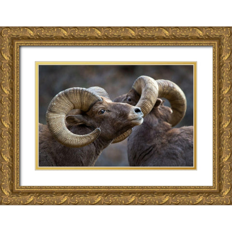 Bighorn Sheep-Ovis Canadensis Gold Ornate Wood Framed Art Print with Double Matting by Verdon