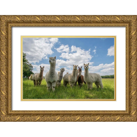 Send In The Alpacas! Gold Ornate Wood Framed Art Print with Double Matting by Van Den, Gert