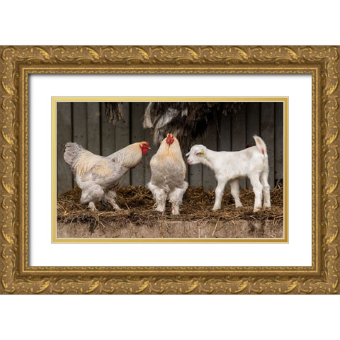 Four Animals, 3 Different Breeds. Gold Ornate Wood Framed Art Print with Double Matting by van den, Gert