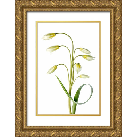 Tulipa Tarda Gold Ornate Wood Framed Art Print with Double Matting by Disher, Mandy