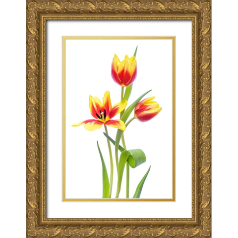 Spring Gold Ornate Wood Framed Art Print with Double Matting by Parker, Jacky