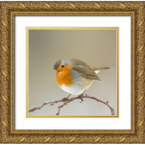 Inquisitive Gold Ornate Wood Framed Art Print with Double Matting by Keizer, Annie