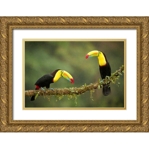 Singing In The Rain Gold Ornate Wood Framed Art Print with Double Matting by Doyle, Renee