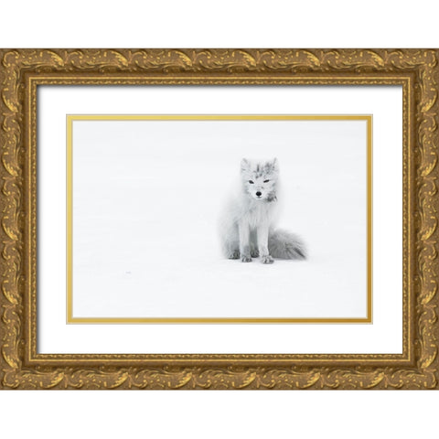 Arctic Fox Gold Ornate Wood Framed Art Print with Double Matting by Marchegiani, Roberto