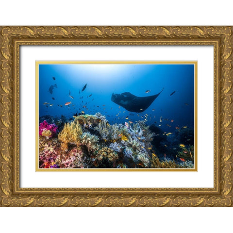Manta Reef On The Reef Gold Ornate Wood Framed Art Print with Double Matting by Gabriel, Barathieu
