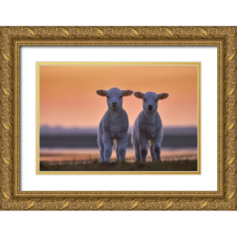 Lamb Twins Gold Ornate Wood Framed Art Print with Double Matting by Balzer, Bodo