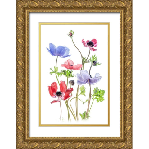Anemone De Caen Gold Ornate Wood Framed Art Print with Double Matting by Disher, Mandy