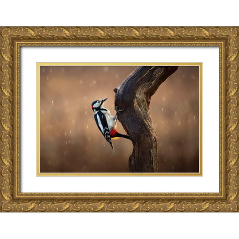 Woodpecker In The Rain Gold Ornate Wood Framed Art Print with Double Matting by O Mahony, Kieran