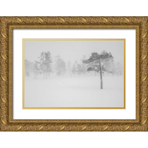 Tree In Snowstorm Gold Ornate Wood Framed Art Print with Double Matting by Normark, Helena