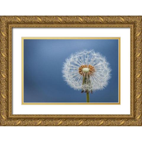Dandelion Gold Ornate Wood Framed Art Print with Double Matting by Hamiti, Bess
