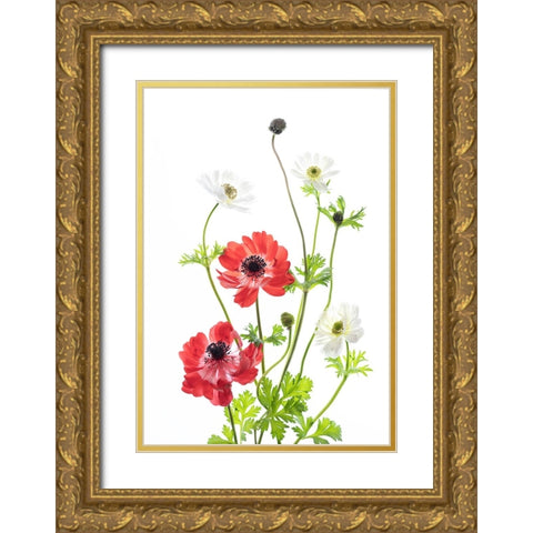 Spring Anemone Family Gold Ornate Wood Framed Art Print with Double Matting by iPuraVida