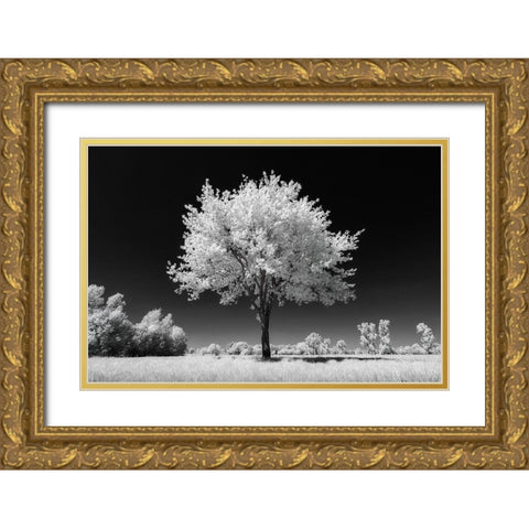White Tree Gold Ornate Wood Framed Art Print with Double Matting by Bogaerts, Sus